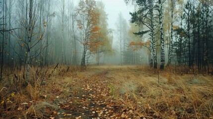 Fototapeta premium Autumn deciduous forest trees, dried grass, leaves, and fog create a realistic scenic photo