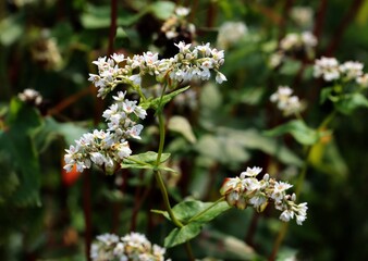 white flowers and groving seeds of Fagopyrum Tataricum -Polygonaceae family