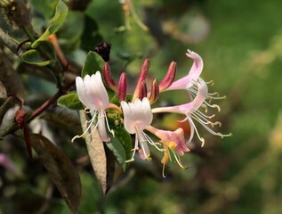 pretty small colorful flowers of Lonicera Peryclimenum Serotina plant - Caprifoliaceae family