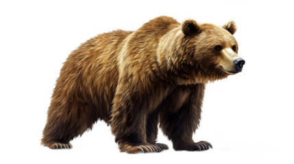 Grizzly Bear Standing on