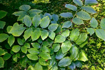 green -yellow foliage of Cladrastis Lutea tree close up