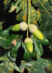 oak tree and growing acorns as seeds