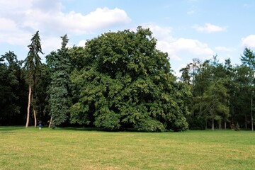 various huge deciduous tree in park