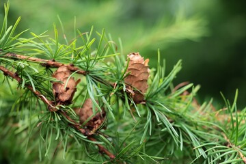 Larch tree and cones in summer 
