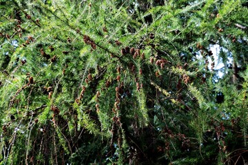 Larch tree and cones in summer 