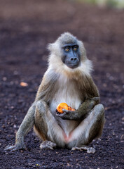 Calm grey baboon in a zoo, munching on an orange carrot, gazing curiously with hunger in its eyes, exuding tranquility in the wild setting