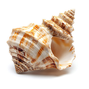 Seashells white background, the animals that have a hard shell as a shield to help them survive safely