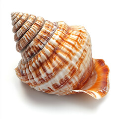 Obraz premium Seashells white background, the animals that have a hard shell as a shield to help them survive safely