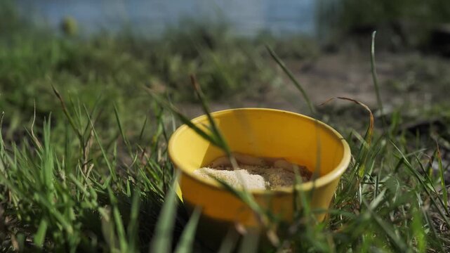 Close up many live fat ugly fly larvae crawling isolated in yellow small plastic box ready to be used for fishing. meat larvae. Spray flies for fishing against the backdrop of grass and lake or pond.