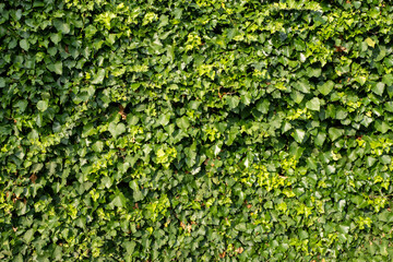 Dense green ivy covering an entire wall, creating a lush natural background