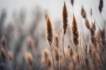 Fototapeta premium Brown dry ears of grass, reed over blurred grey sky, dark tree branches. Moody autumn, winter landscape. Closeup of fading wild plants. Seed stalks. Defocused background. Seasonal nature concept.