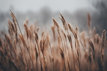 Obraz premium Brown dry ears of grass, reed over blurred grey sky, dark tree branches. Moody autumn, winter landscape. Closeup of fading wild plants. Seed stalks. Defocused background. Seasonal nature concept.