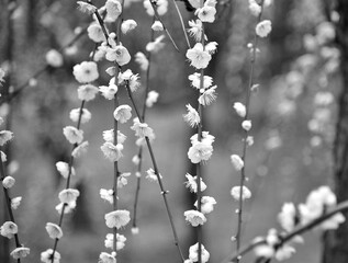 Black and white image of plum trees blossoming in early spring in Japan
