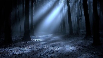 Obraz premium A dense forest illuminated by sunlight filtering through tall trees