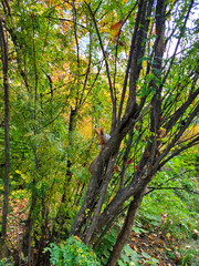 A squirrel eats a nut on a tree in the forest