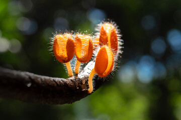 Obraz premium Cookeina tricholoma Mushroom plant in Tropical Rainforest.