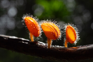 Cookeina tricholoma Mushroom plant in Tropical Rainforest.