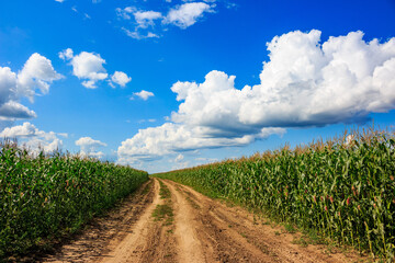Colorful route through agricultural corn fields, road going into the distance