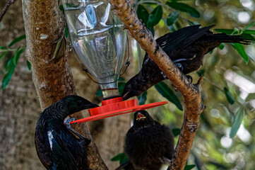 An adult tui and two juvenile tuis are feeding on a sugar or nectar feeder in the garden