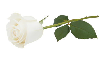 white rose flower isolated on white background