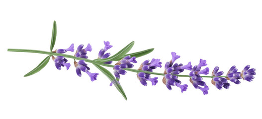 Lavender flowers isolated on white background