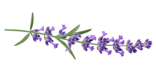 Lavender flowers isolated on white background