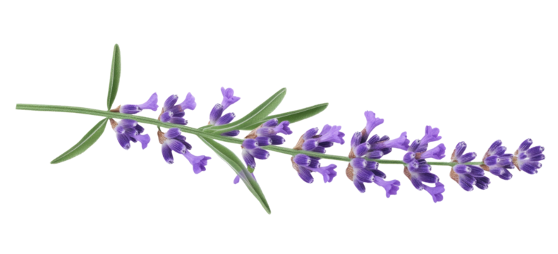 Lavender flowers isolated on white background