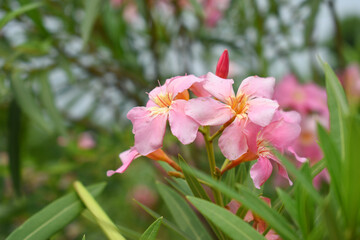 Nerium oleander in bloom, Pink siplicity bunch of flowers and green leaves on branches, Nerium Oleander shrub Pink flowers, ornamental shrub branches in daylight, bunch of flowers closeup