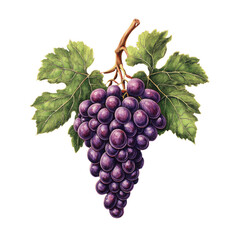 Fototapeta premium Old botanical illustration of a grape isolated on a transparent background, capturing the fruit's detailed anatomy and natural beauty in a classic style. 