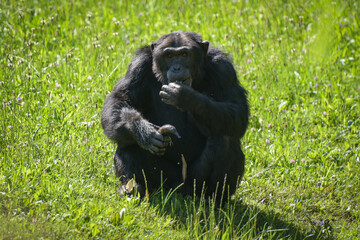 view on a chimpanzee on the nature