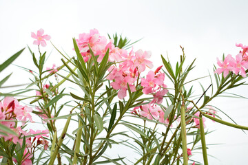 Nerium oleander in bloom, Pink siplicity bunch of flowers and green leaves on branches, Nerium...