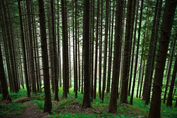 Obraz premium trees in the forest