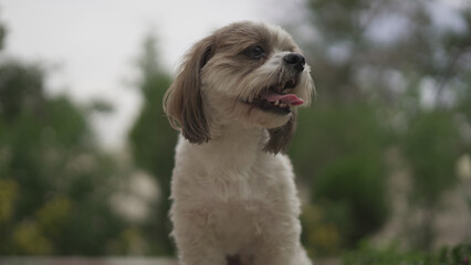 Close-Up Portrait of a Shih Tzu Face