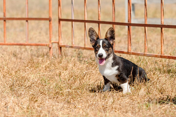 Welsh Corgi Puppy Sitting in Dry Field