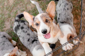 Cheerful Corgi Puppy looking up. Dog litter. Kennel