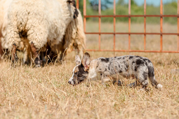 Fototapeta premium Herding Dog Guiding Sheep in Pasture