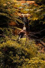 Bald Eagle In Habitat