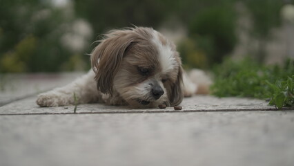 Detailed Portrait of a Shih Tzu Dog
