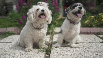 Cute Shih Tzu Terrier and Shih Tzu Maltese Together