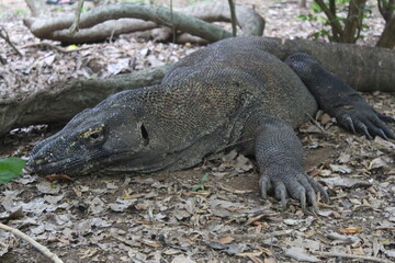 komodo on the ground