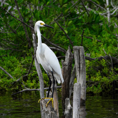Garza dedos dorados perchada en una ría.