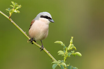 Male Red-backed Shrike on its breeding territory at its hunting perch in a forest of oaks and thorn bushes with the first light of sunrise