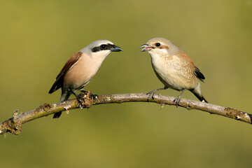 Male and female Red-backed Shrike on their breeding ground in an Atlantic forest with hawthorn bushes, oaks and beeches at first light