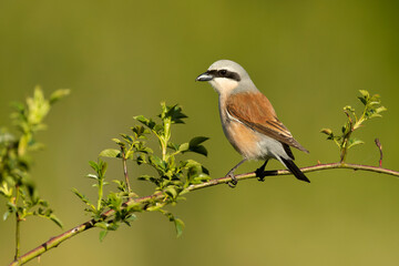 male Red-backed shrike on its nesting territory in a forest of oak and thorn bushes at the first light of a spring day