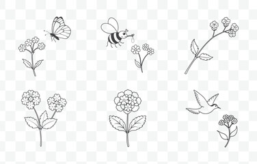 Print Elegant Sweet Pea Line Art Vector Collection with Detailed Floral Illustrations for Artistic and Botanical Designs