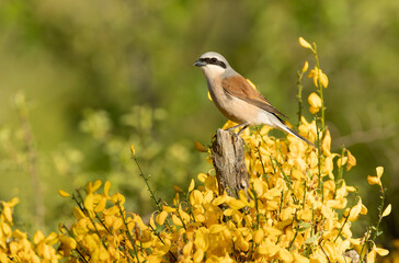 Male Red-backed Shrike on its breeding territory at its hunting perch in a forest of oaks and thorn bushes with the first light of sunrise