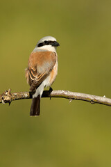 Male Red-backed Shrike on its breeding territory at its hunting perch in a forest of oaks and thorn bushes with the first light of sunrise
