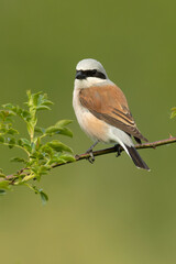 male Red-backed shrike on its nesting territory in a forest of oak and thorn bushes at the first light of a spring day