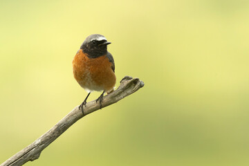 Male Common redstart at one of its favourite perches in the last light of the evening in an oak forest