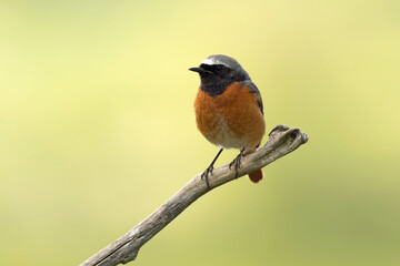 Male Common redstart at one of its favourite perches in the last light of the evening in an oak forest